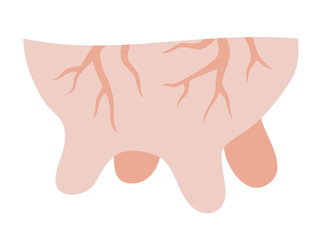 Isolated illustration of a cow udder on a white background