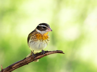 Female Rose breasted Grosbeak (Pheucticus ludovicianus) standing on a tree branch under a sunny blue sky.