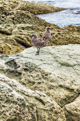 Young Seagulls on the rocks at Kaikoura in New Zealand