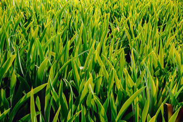 Tropical green leaves,Rhapis humilis Blume, Reed rhapis, Slender lady palm,Nature background