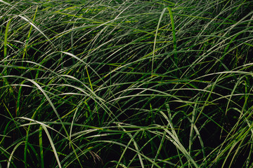 Tropical green leaves,Rhapis humilis Blume, Reed rhapis, Slender lady palm,Nature background