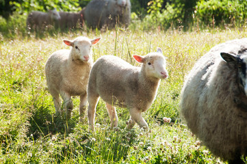 Naklejka na ściany i meble lambs and sheep in the morning light 