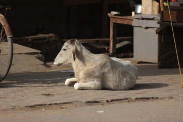 The Holy City of Vrindavan, India