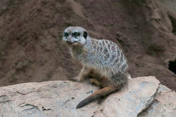 Fototapeta premium Erdmännchen sitzt auf einem Felsen und passt auf