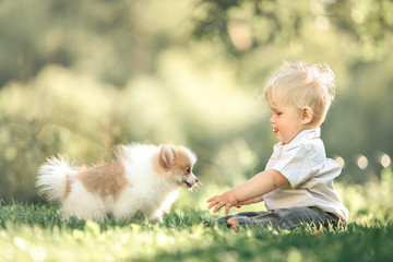  little baby boy sitting on the grass in summer,, playing with a small Pomeranian puppy. Selective focus, space for text