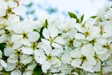 white cherry flowers, gentle natural background with spring vegetation