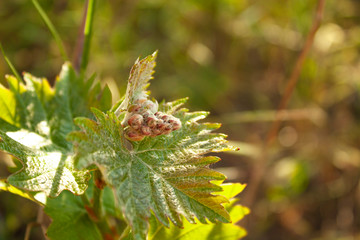 
grape leaves on a branch and a young small bunch of grapes