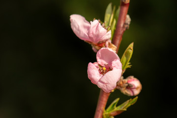 Pfirsichbl&uuml;te