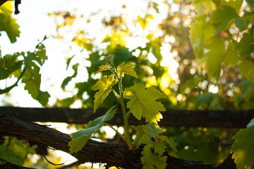 young grape branch with green leaves