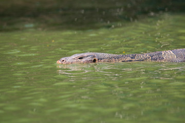 Monitor lizard (Varanus salvator) live in Lumpini park, Bangkok