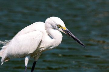 little egret (egretta garzetta)