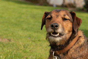 Nahaufnahmen eines Hundes