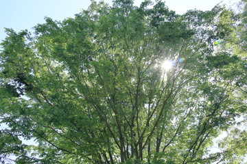 Fototapeta premium 新緑