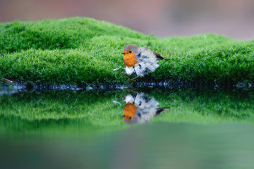 robin standing on the bank of a pond with a reflection in the water in the forest in the Netherlands