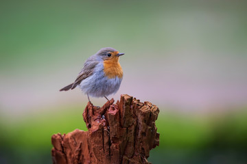 Fototapeta premium robin standing on a tree stump in the forest in the Netherlands