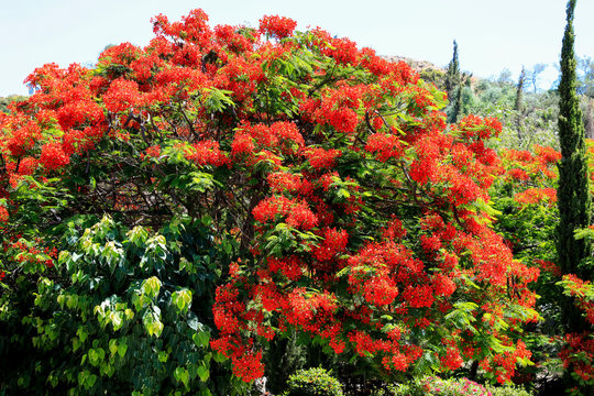 Flammenbaum mit leuchtend roten Bl&uuml;ten