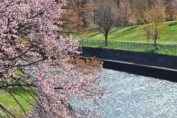 美瑛　聖台ダムの桜