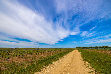 A young vineyard on a sunny spring day