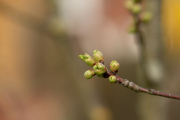 Knospen