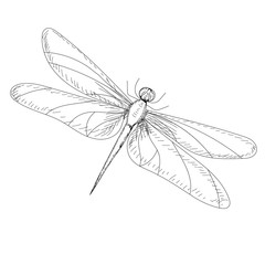 vector, isolated, sketch drawing hand-drawn dragonfly, insect