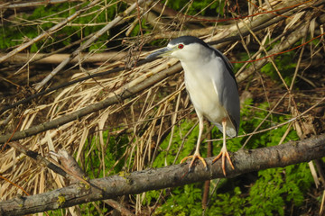 nitticora (Nycticorax nycticorax) su tronco,ritratto