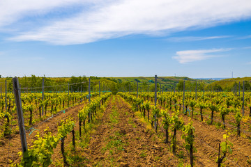 Fototapeta na wymiar A young vineyard on a sunny spring day