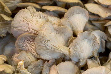 Oyster and king oyster mushrooms