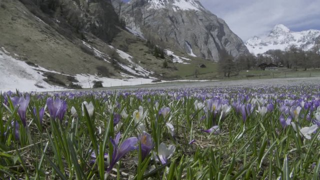 Krokus, Krokusse, Blume, Blumen, Bl&uuml;te, Bl&uuml;tenmeer, Blumenwiese, Fr&uuml;hling, Fr&uuml;hbl&uuml;her, Wiese, Almwiese, Gro&szlig;glockner, Alm, Hochtal, K&ouml;dnitztal, J&ouml;rgnalm, Almh&uuml;tten, Haus, Nationalpark, Hohe Tauern, Lu
