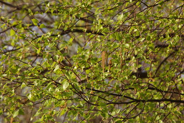 Close-up image of a hanging earring on a fresh background of birch leaves.A thin branch of a flowering tree with a flower outdoors in the environment in sunlight.Spring background of nature.Russia