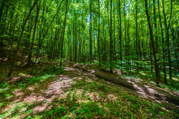 Fototapeta premium Sunlight in the green forest, spring time