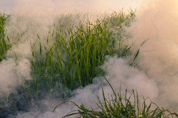 Obraz na płótnie Canvas The white smoke in grass from smoke bomb