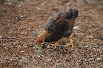 brown chicken on the ground