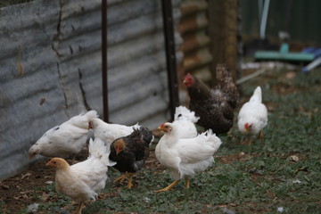 free range chickens on a farm