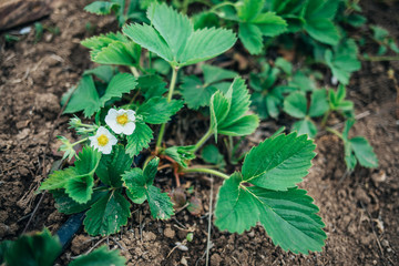 Young strawberry bushes grow in the garden. Growing berries outdoors