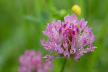 roter Klee nach einem Regen