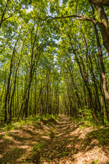 Sunlight in the green forest, spring time