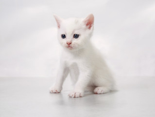 kitten sit on the floor - stock photo