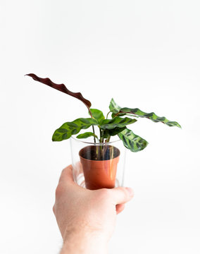 Calathea Lancifolia Baby Plant