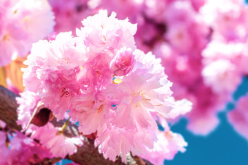 Close up of bright pink flowers on blooming sakura tree, selective focus