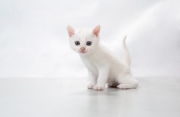 kitten sit on the floor - stock photo