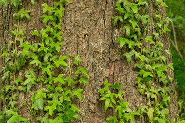 Der Efeu ist eine Kletterpflanze und wächst auf der Rinde von Bäumen. Efeu ist ein Symbol für Liebe, Freundschaft und Loyalität.