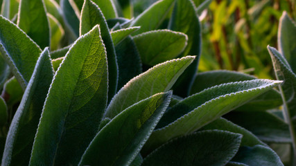 fresh green leaves in sunlight, close up and selective focus. Natural fresh foliage macro.