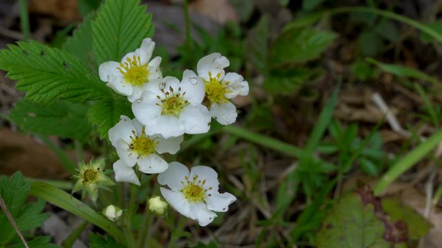 Wild strawberry blooms in natural environment - (4K)