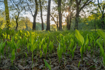 Obraz premium Dawn over the lake. Beautiful evening blue sky at sunset with flaming bright light clouds. Warm summer evening at sunset. May.