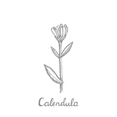 Calendula. Collection of hand drawn flowers and plants. Set of medicinal herbs sketch. Illustration in the style of engraving. Botanical plant
