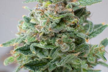 Pot green flower. Macro trichomes of cannabis. Marijuana bud close up. CBD THC in Pot. Sativa Fresh...