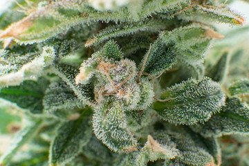 Macro trichomes of cannabis. Sativa CBD THC in Pot. Indica flower. Marijuana bud close up. Pot...