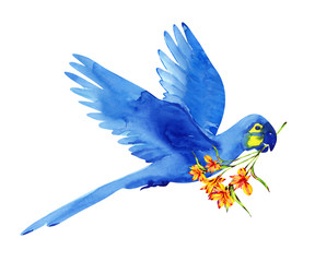 hyacinth macaw with alstroemeria flower in its beak isolated on white. Blue Brazilian parrot flies, beautiful watercolor bird illustration.