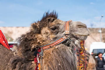 Camel for tourist at the Uchisar castle, the highest peak in the region and the most prominent land formation in Goreme, Cappadocia,Turkey.