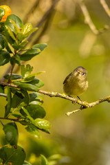 Ruby -crowned Kinglet